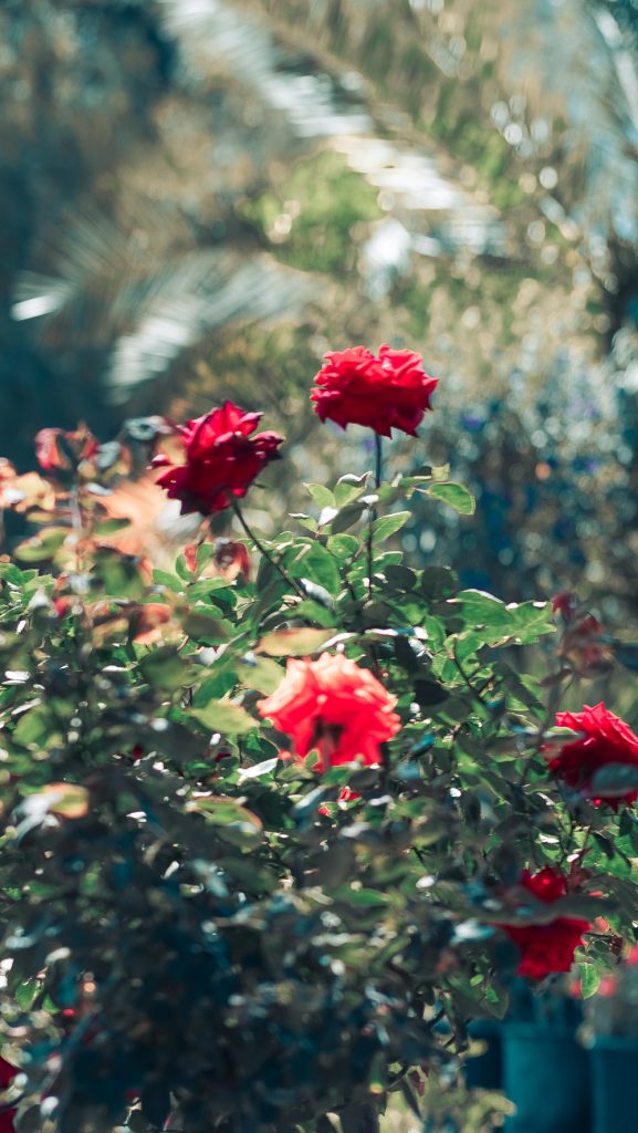 Roses and Plants in Perris CA