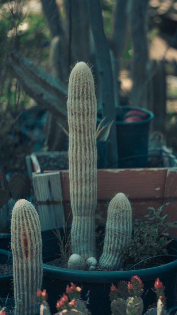 Cactus plants for sale in Perris CA