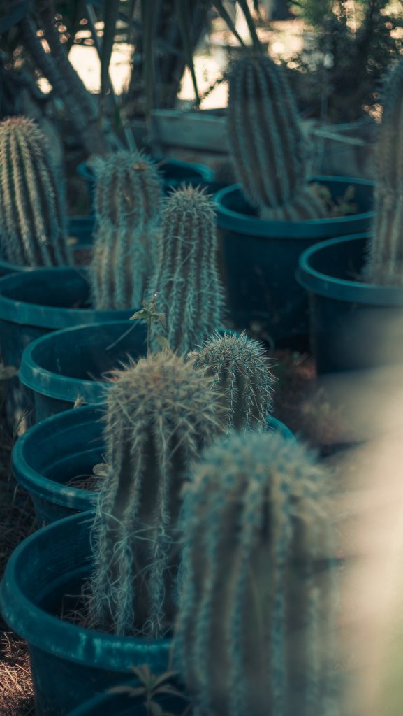 Cactus plants for sale in Perris CA