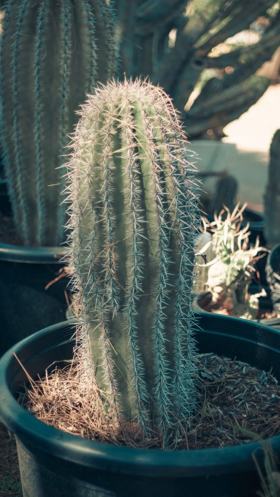 Cactus plants for sale in Perris CA