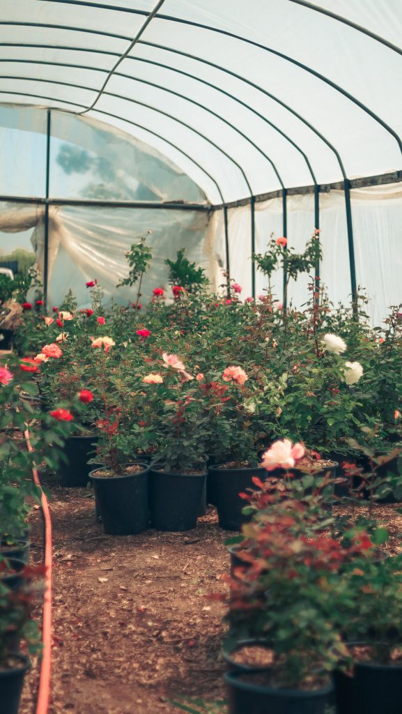 Roses and Plants in Perris CA