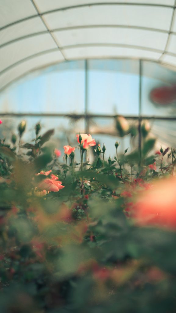 Perris CA Nursery - Roses for Gardens in Perris CA