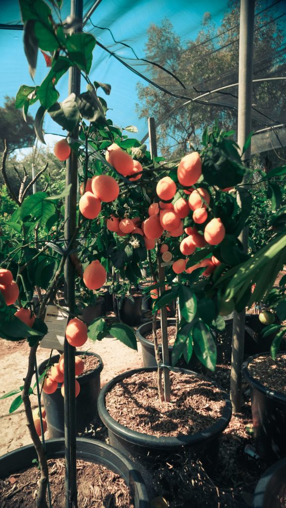 Perris CA Fruit Trees - Perris Nursery has a Variety of Fruit trees