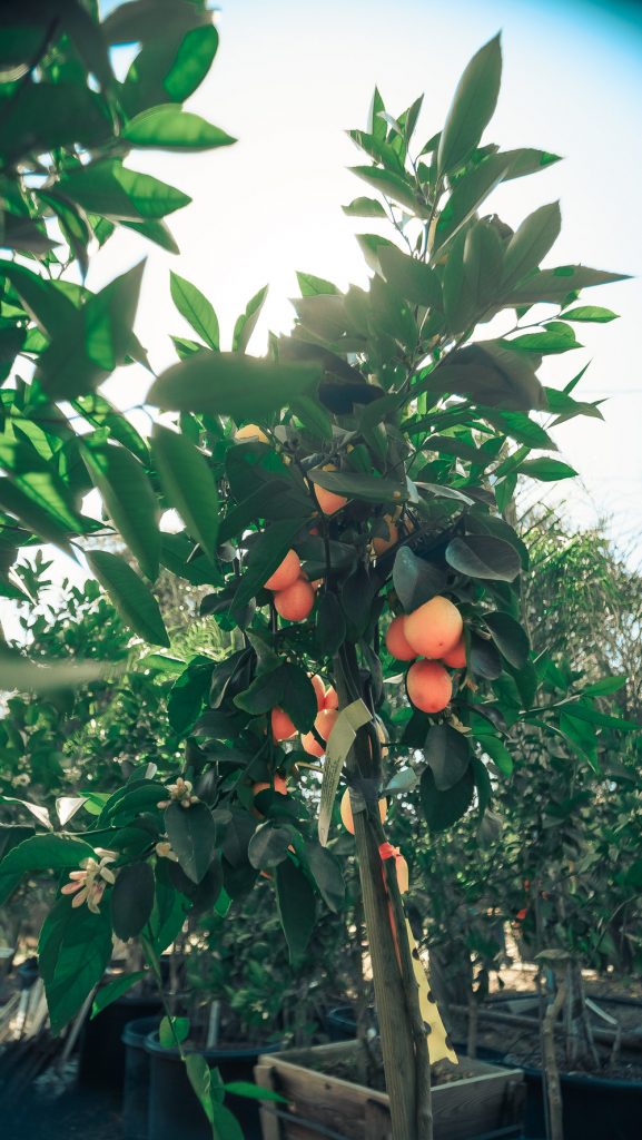 Perris CA Fruit Trees - Perris Nursery has a Variety of Fruit trees