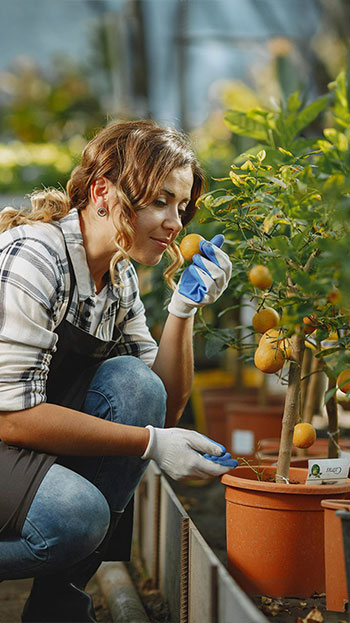 Orange | Lemon Trees