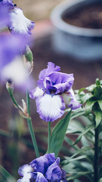 Garden Flowers