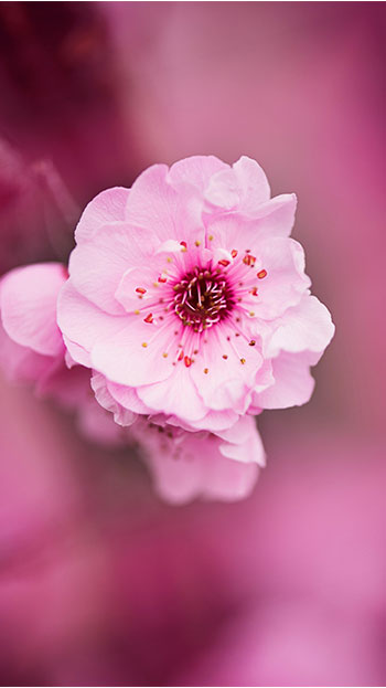 Petaled Flowers