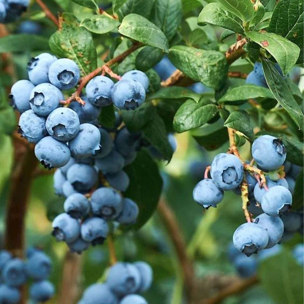 Perris CA Nursery - Blue Berry Trees