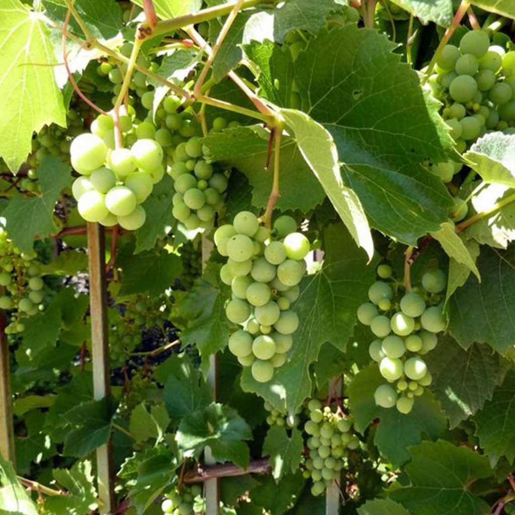 Grape Vine Trees in Perris CA Nursery