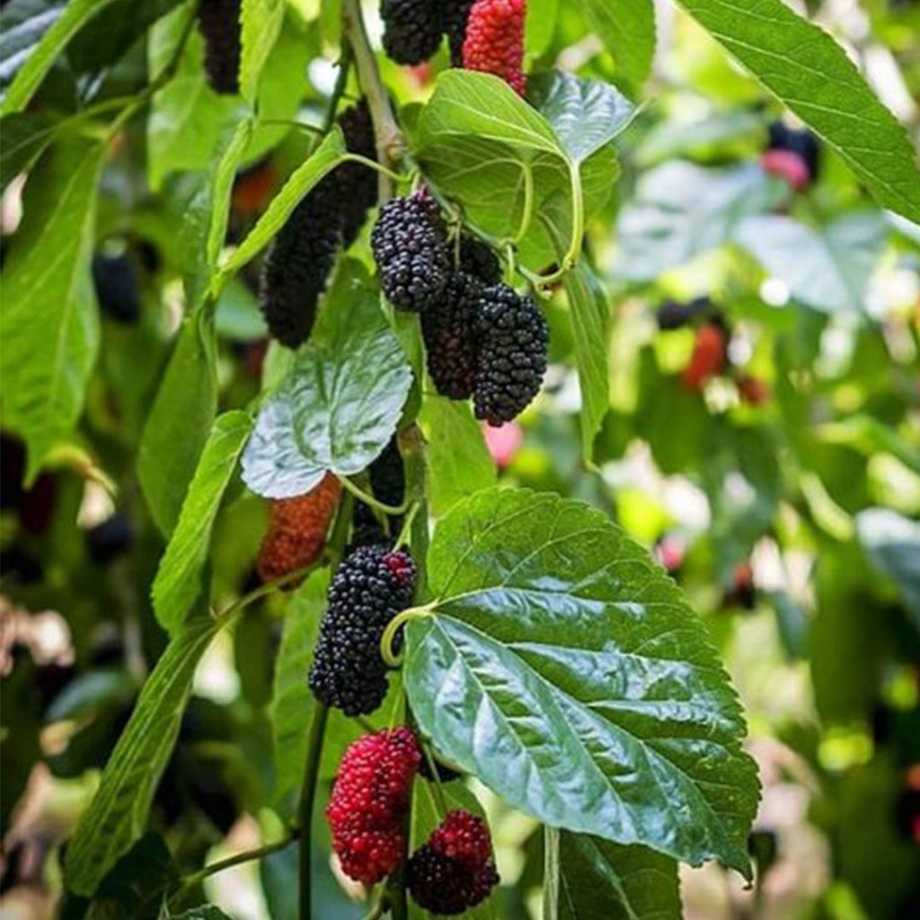 Mulberry Trees at Perris Nursery