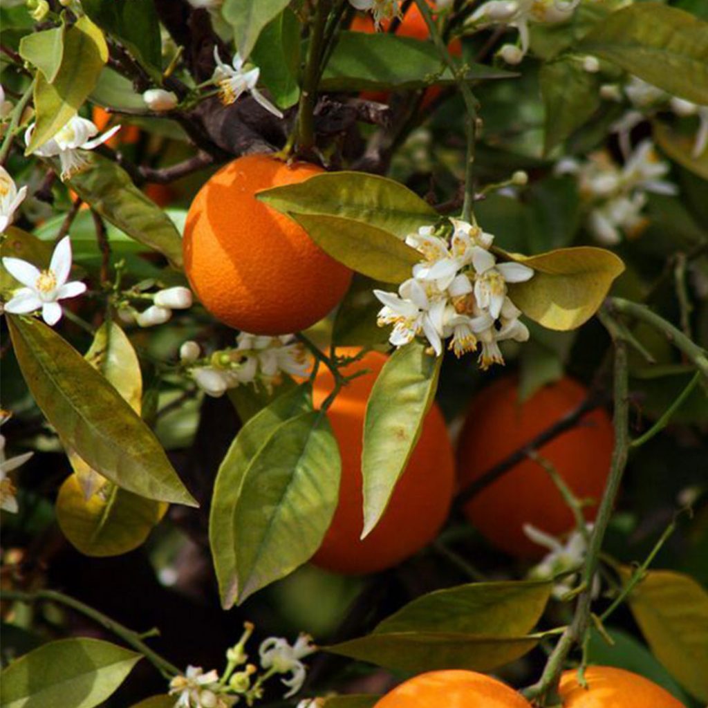 Orange Trees in Perris CA Nursery